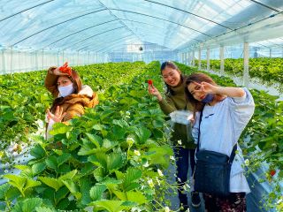 New 福岡市南区 いちご狩り 60分 かおり野 食べ放題 広い通路 高設栽培でお子様から大人の方まで ファミリー カップル 中村農園 じゃらん遊び体験