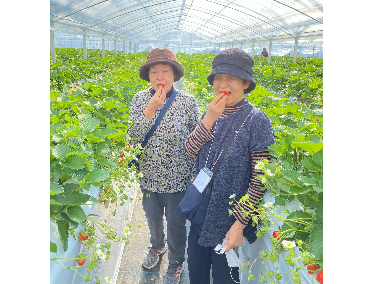 高設栽培でお子様からご年配の方まで楽々いちご狩り★