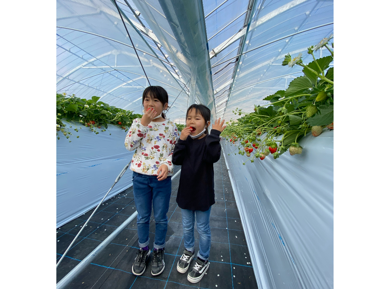 高設栽培でお子様からご年配の方まで楽々いちご狩り★