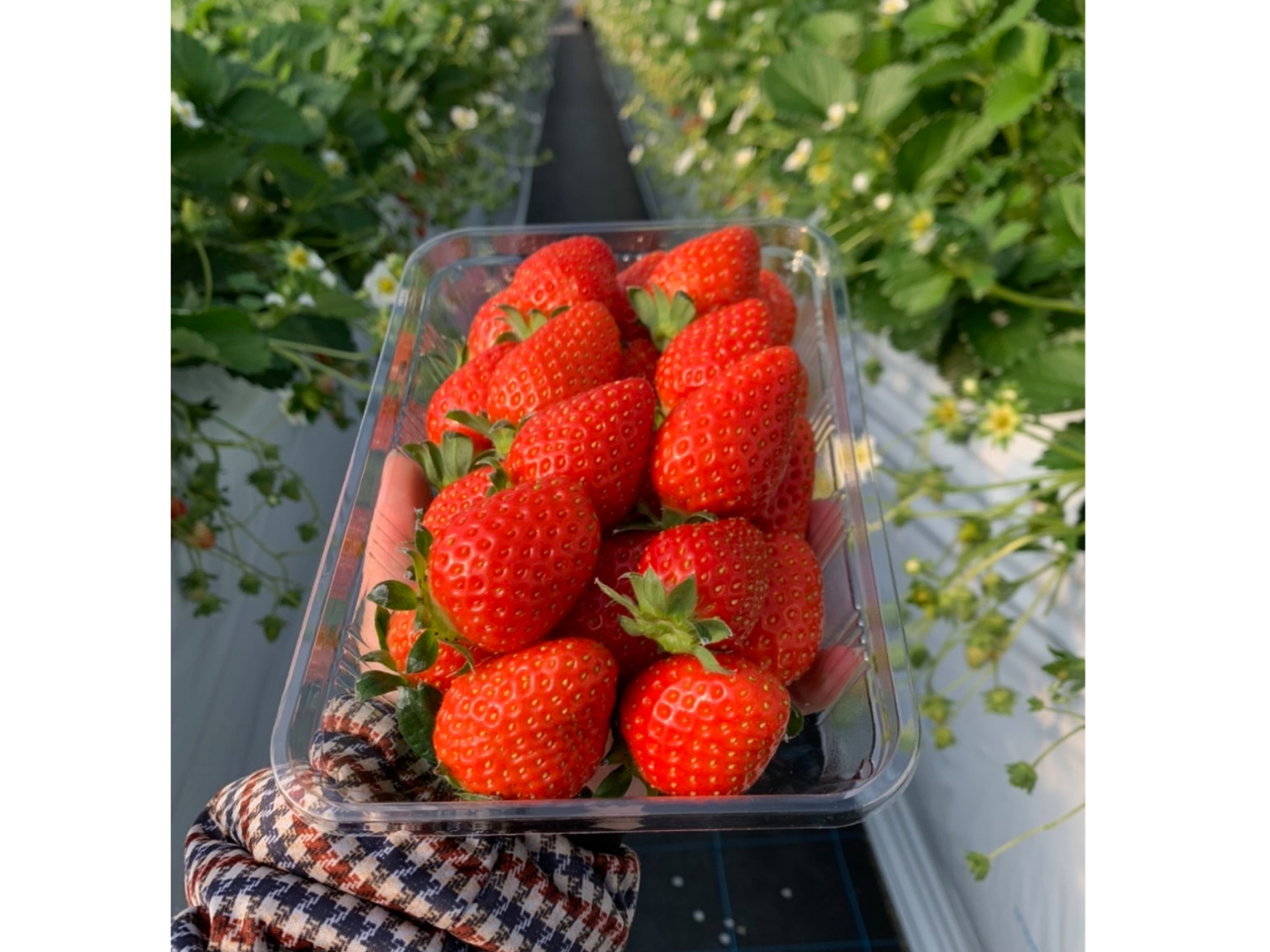 100gあたり300円でお持ち帰りも可能です★