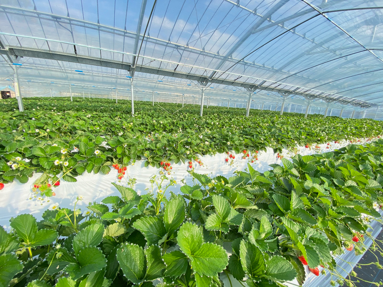 LXƂnEXŒIɊCsĂ܂I΍ob`I