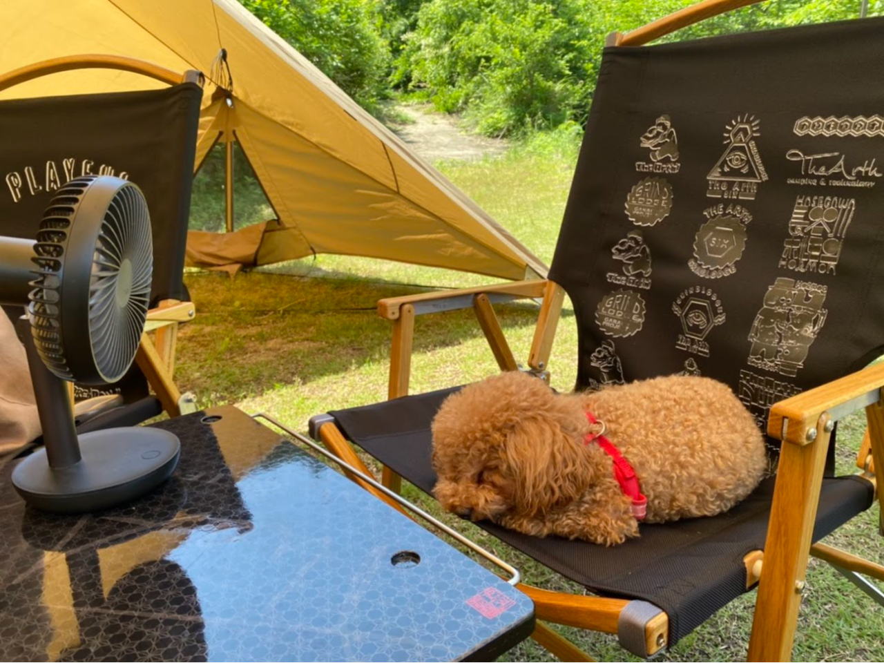 わんちゃんもお昼寝♪