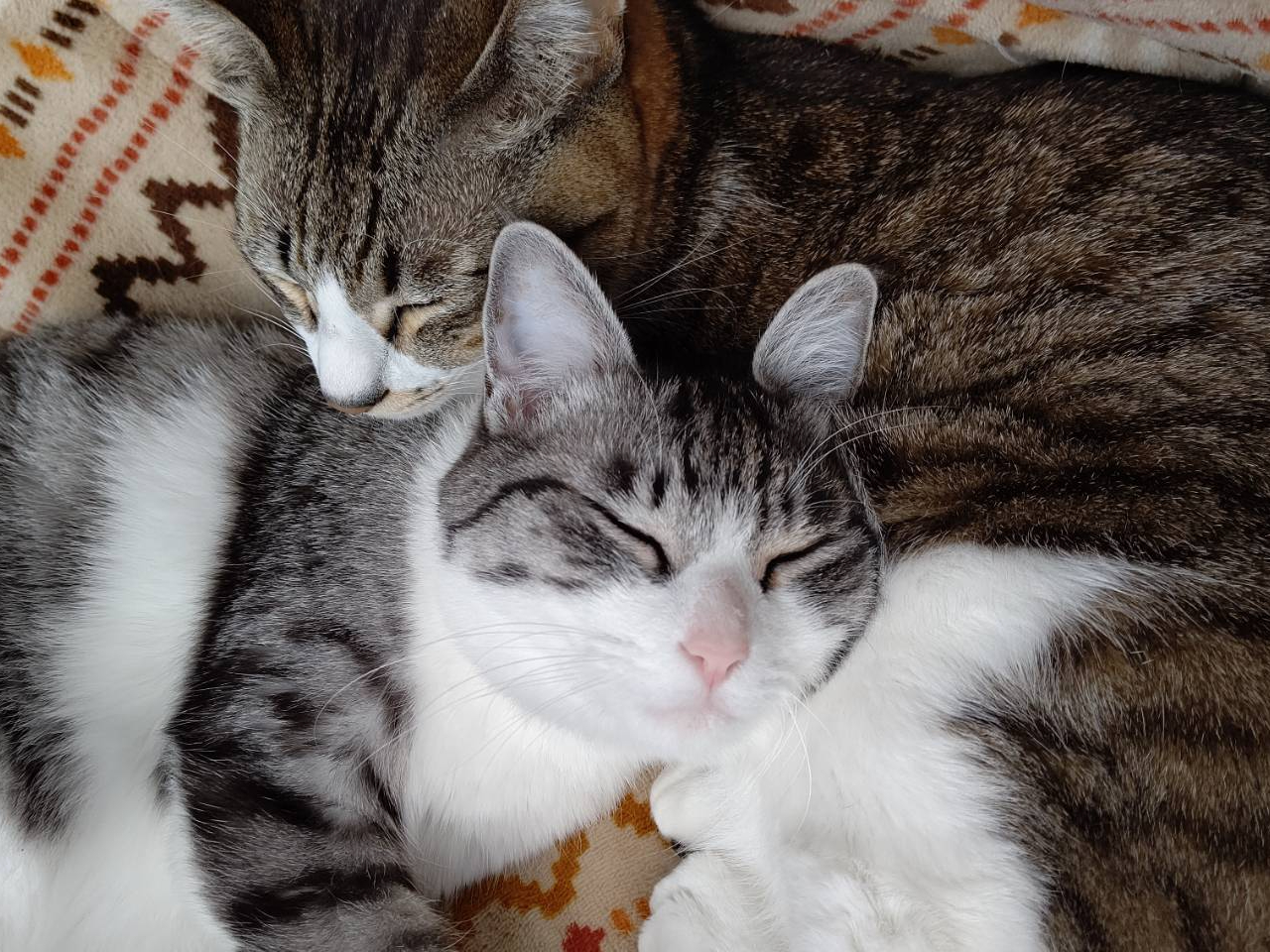 �����̃l�R�ł�(=^�F^=)