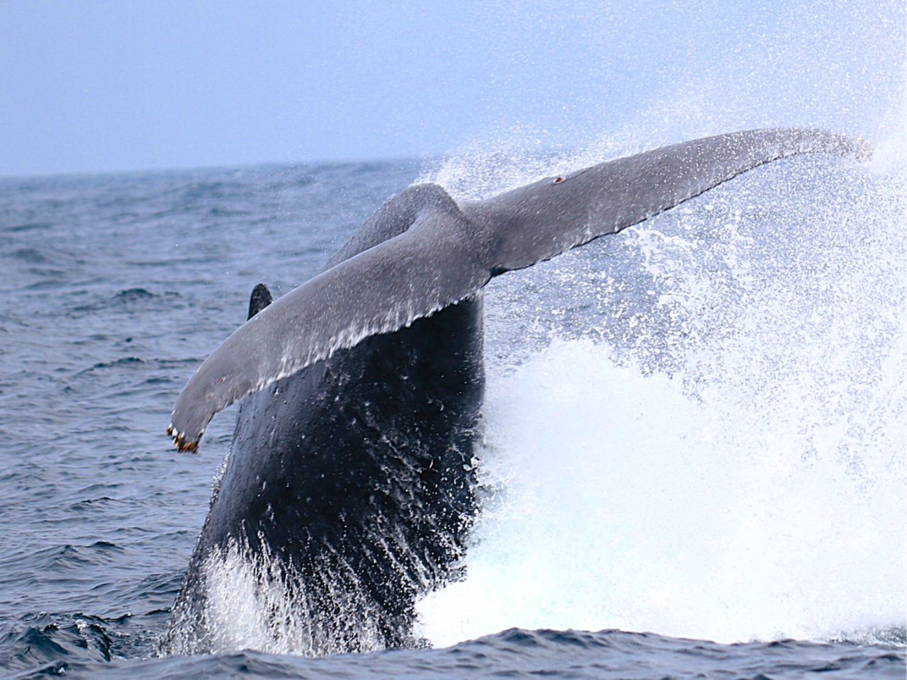 �唗�͂̃e�[���X���b�v�I