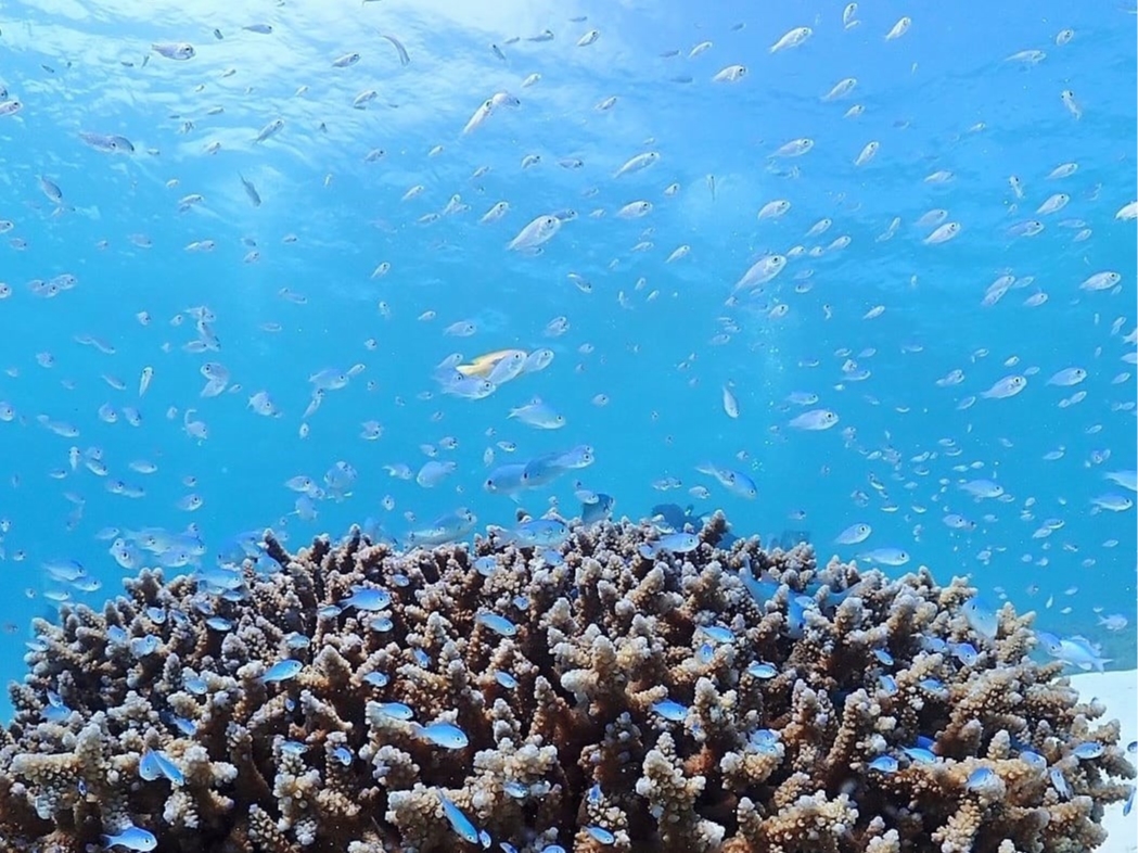 �c�ǊԂ̔������C��`���Ă݂܂��񂩁H