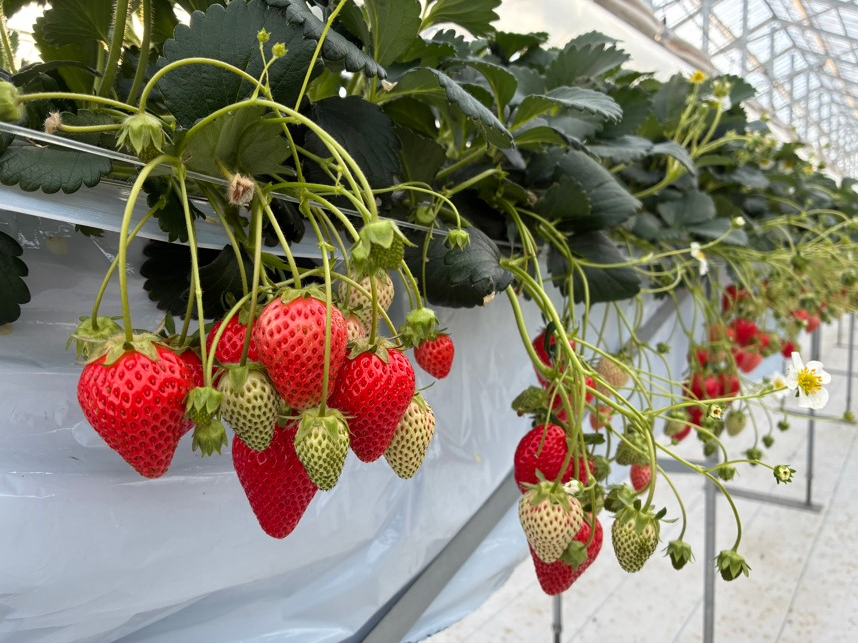 �_�i��͑S����4��ށ^�u��ڂ��v�u�g�ق��؁u�x���|�b�v�͂�Ёv�u�x���[�|�b�v�����v����󋵂ɂ�育�ē��������܂���