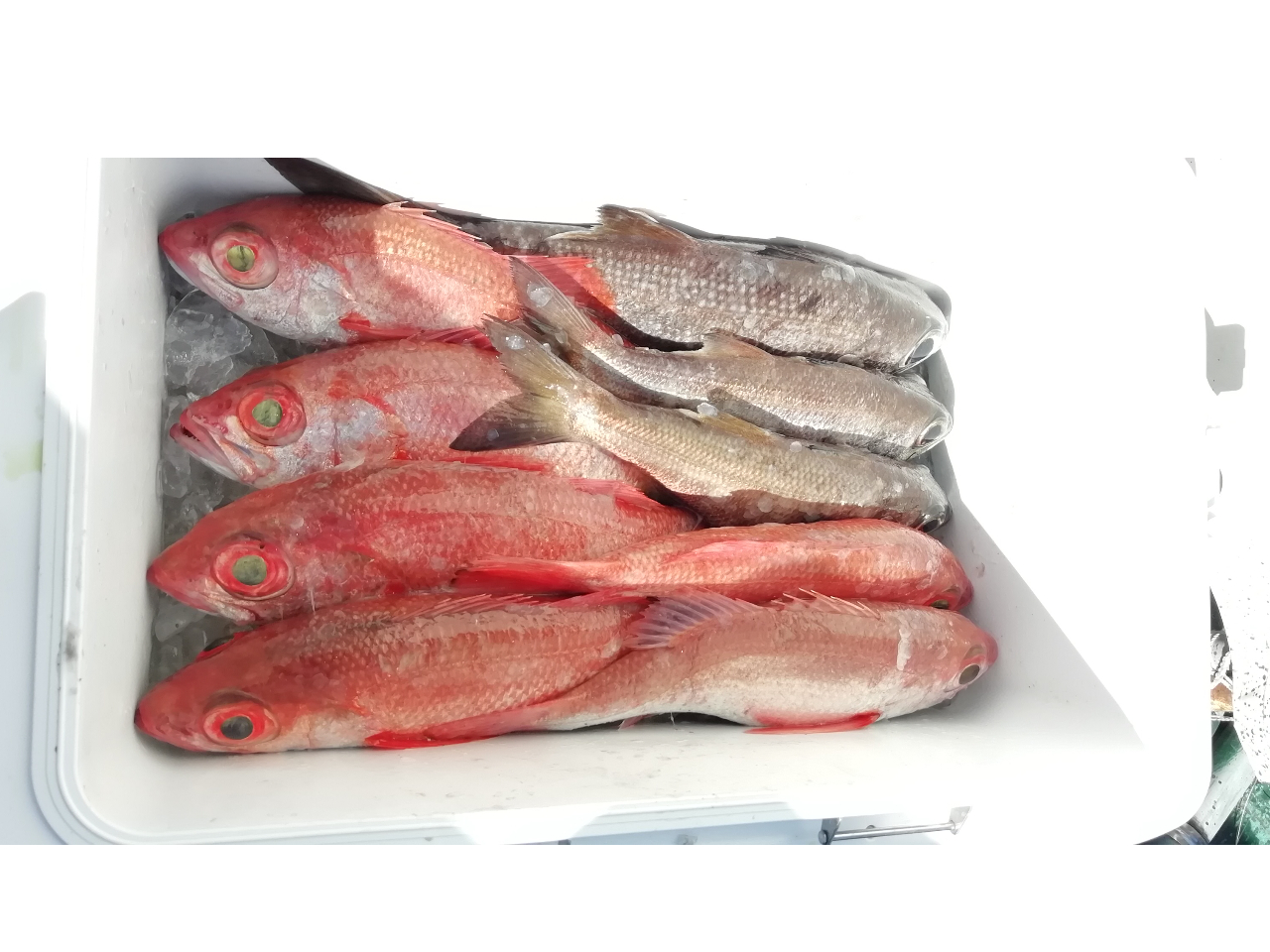 中深海 アカムツ・クロムツ釣り