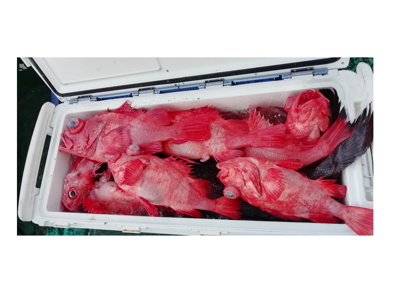 深海釣り アコウ(メヌケ)