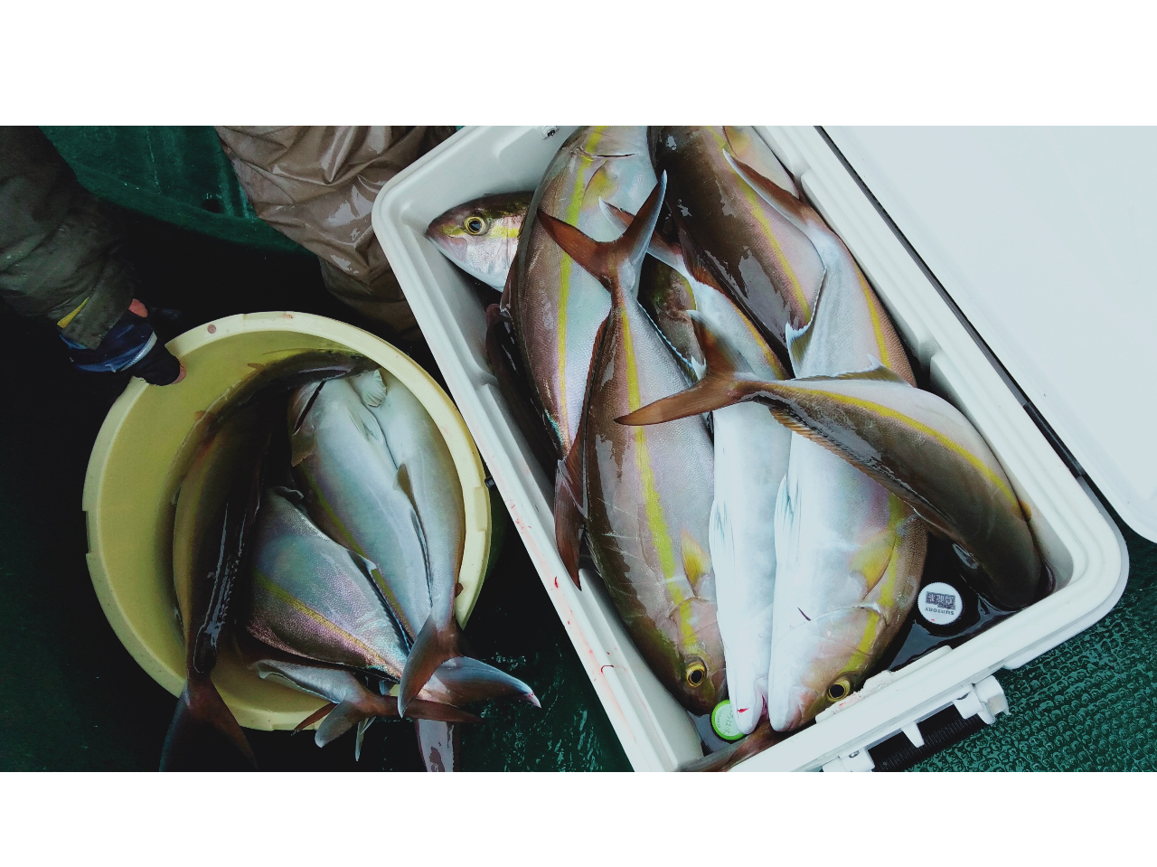 カンパチ(ネイリ)釣り