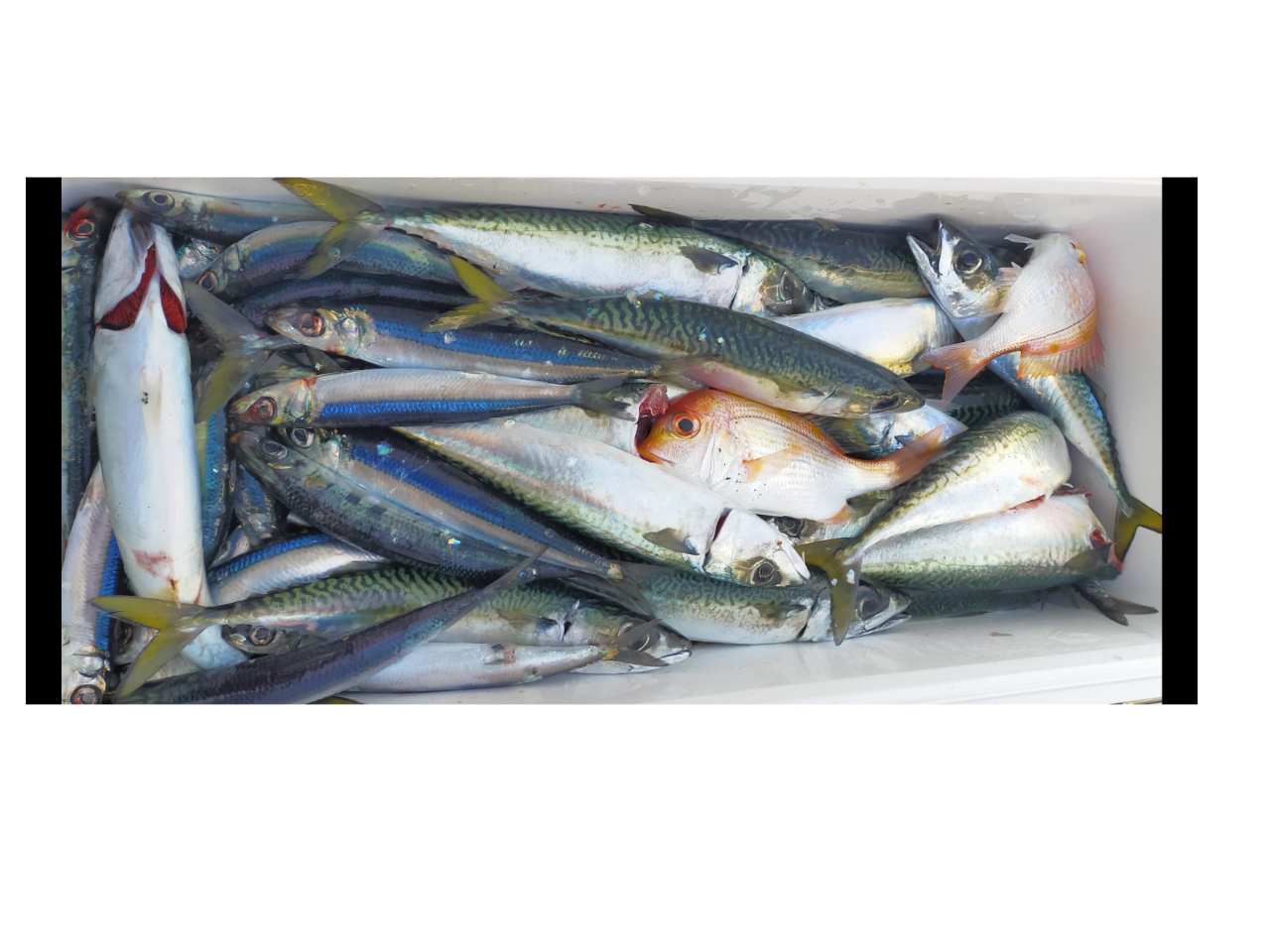 サバ・ウルメ釣り