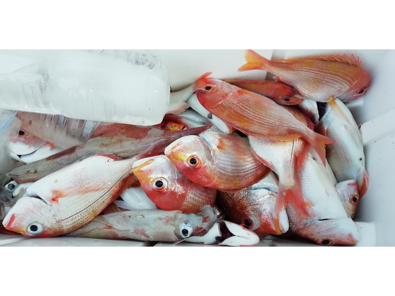 レンコ・甘鯛釣り