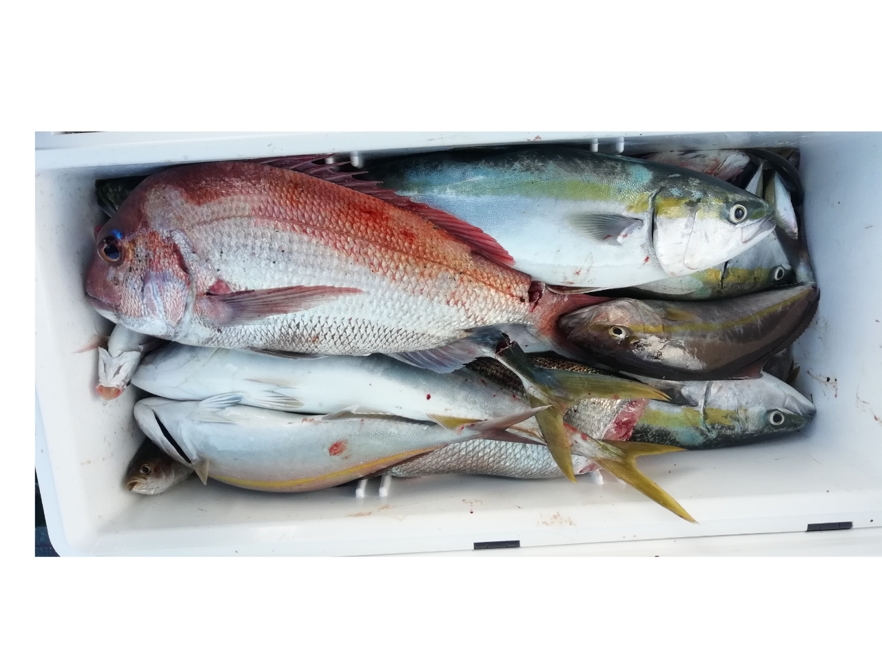 真鯛・青物釣り