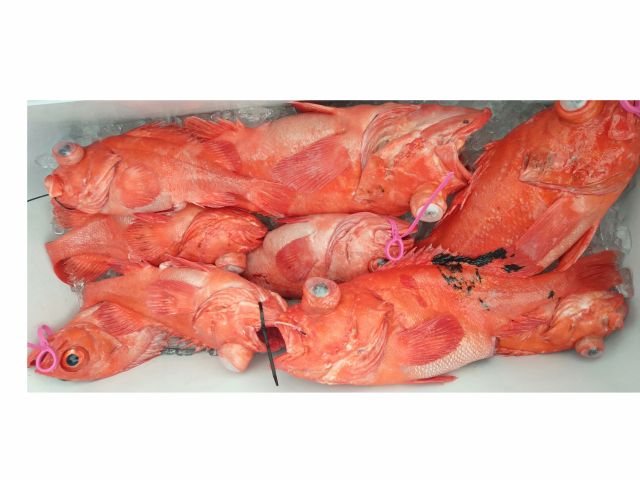 深海釣り アコウ(メヌケ)