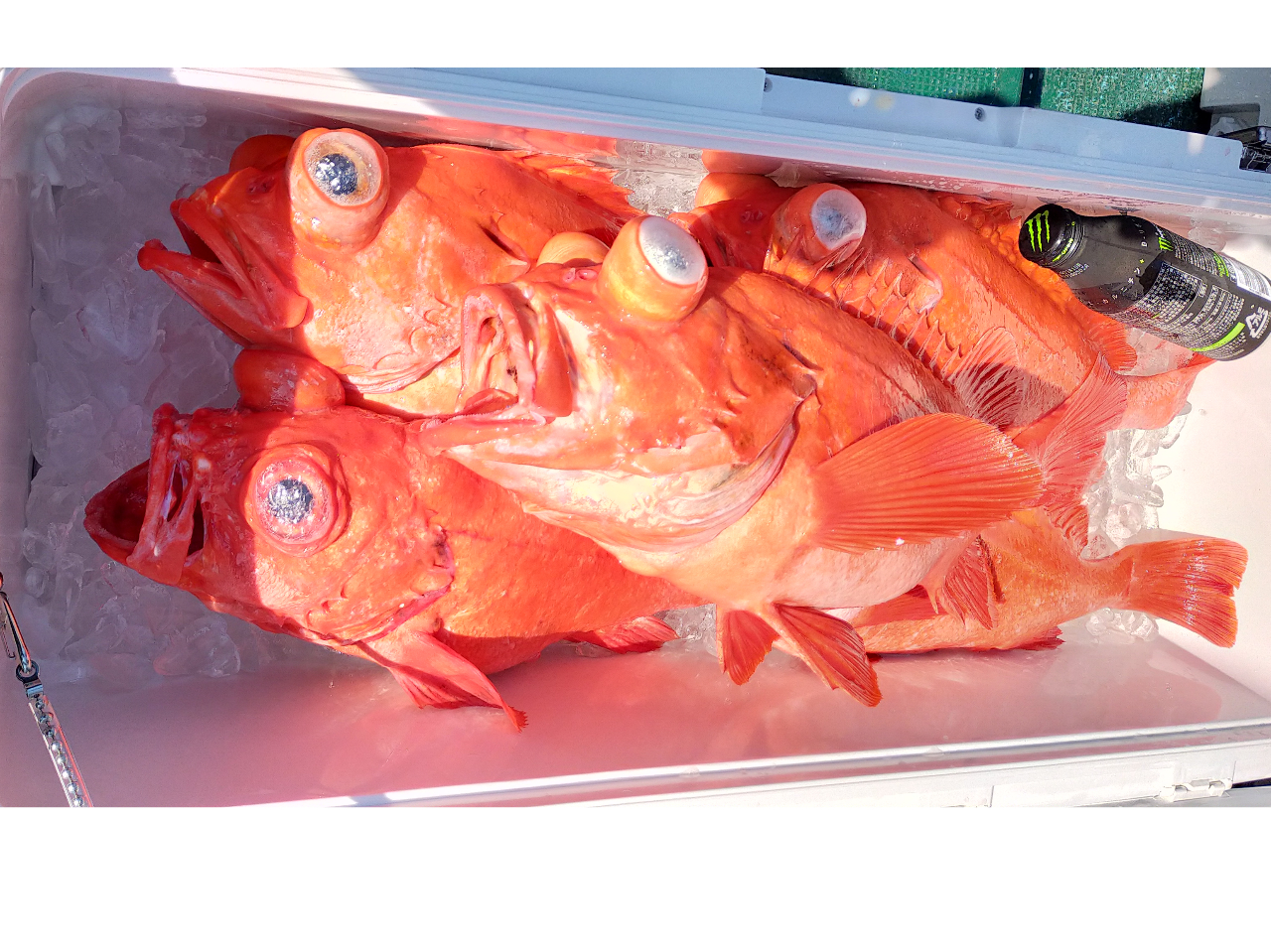 深海釣り アコウ(メヌケ)