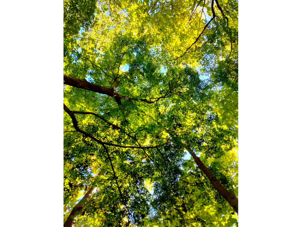 普段、電化製品に囲まれているカラダを自然の中にいることで、デジタルデトックスさせましょう!