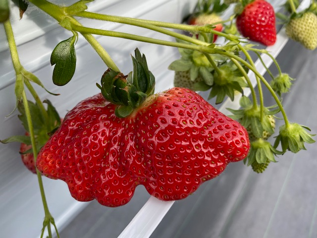 �ς�����`�̂������ɂ��o��邩���I�H