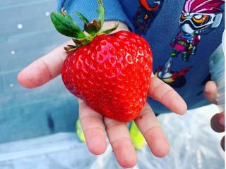 お子様の手のひらサイズのいちごもあります!