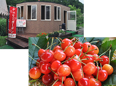 群馬県・沼田市】完熟さくらんぼ狩り☆30分食べ放題｜佐藤錦あり！全6