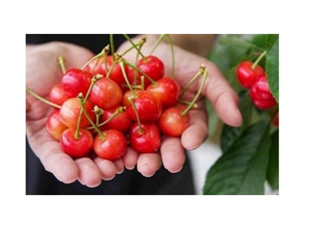 群馬県・沼田市】完熟さくらんぼ狩り☆30分食べ放題｜佐藤錦あり！全6