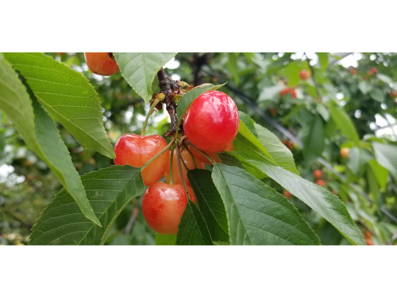 群馬県・沼田市】完熟さくらんぼ狩り☆30分食べ放題｜佐藤錦あり！全6