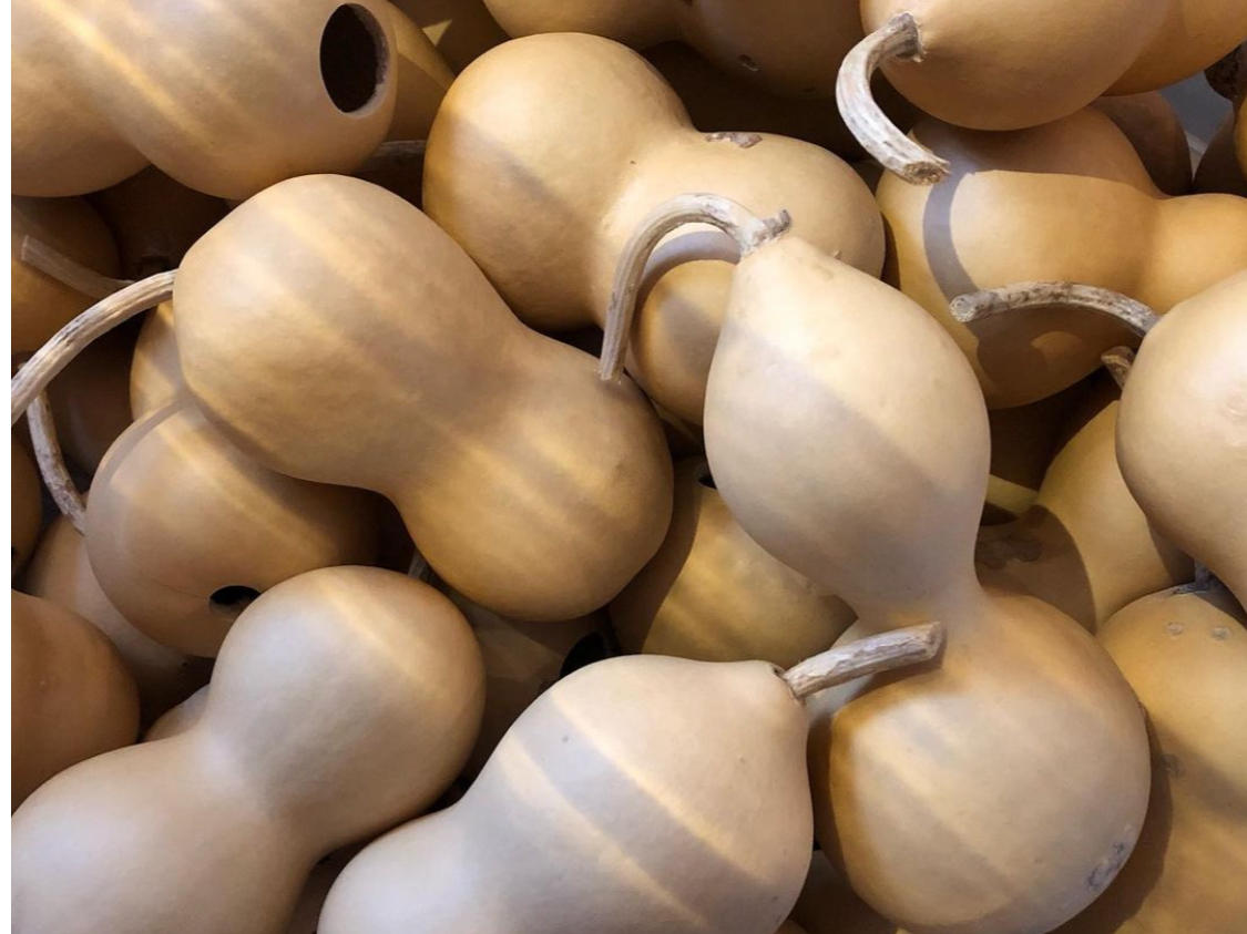 個性豊かなひょうたん達☆彡ひとつとして同じカタチがないので、自分だけのカタチを選ぶのも楽しみの一つです♪