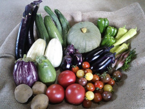 時期により収穫できるお野菜は変わります。