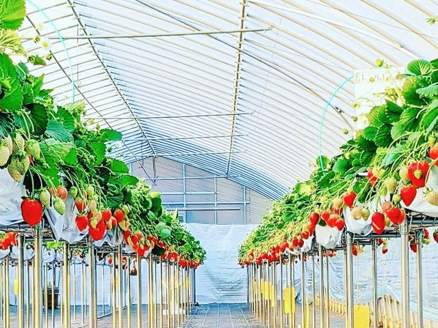 2月中旬頃～開始予定【最大3～5品種30分食べ放題】多品種食べ比べ！少