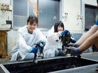 天然藍の藍染体験。手ぬぐい・ハンカチを染めてみよう!