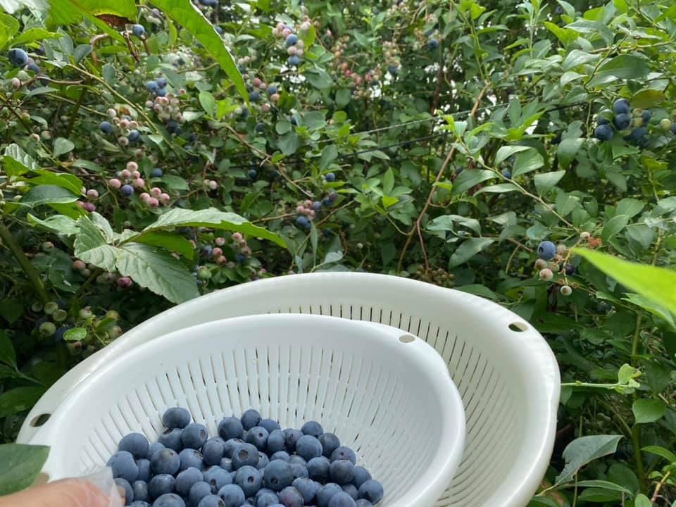 �E�ݎ��̌��ȊO�̖{�i�I�ȓE�ݎ�育��]�̕��́A���N�G�X�g���������܂�^_^