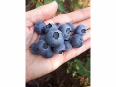 本来の 食べ比べはこれくらいのブルーベリーをひと口で頬張っていただきます。