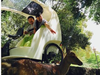 鹿さんにも性格が色々!気の強いのや、謙虚さん、人見知りからのんびりさんまで!広い奈良公園をご案内いたします!