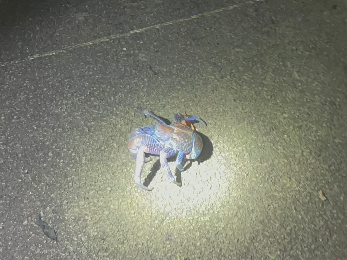 ☆夜の生き物探し探検ツアー☆ナイトツアー ファミリーおススメ