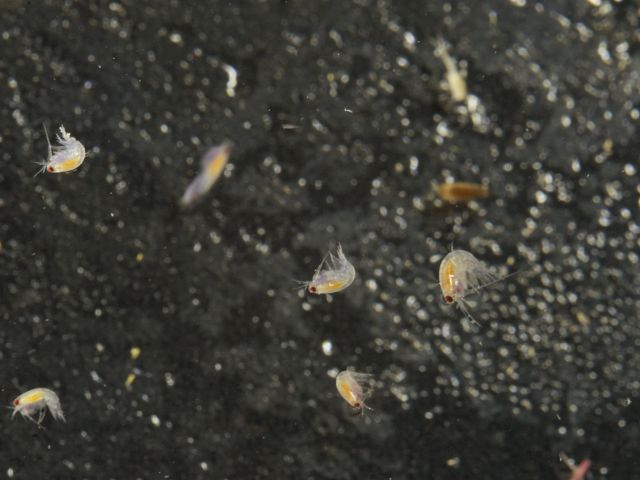 小さな世界をのぞき見!