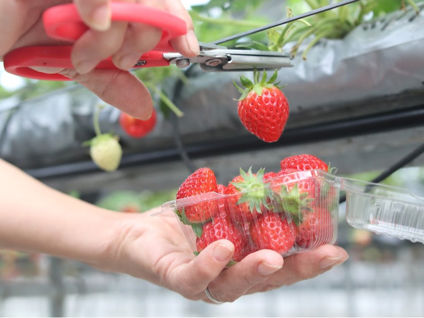 ���y�Y�p�p�b�N�i��150g����܂��j