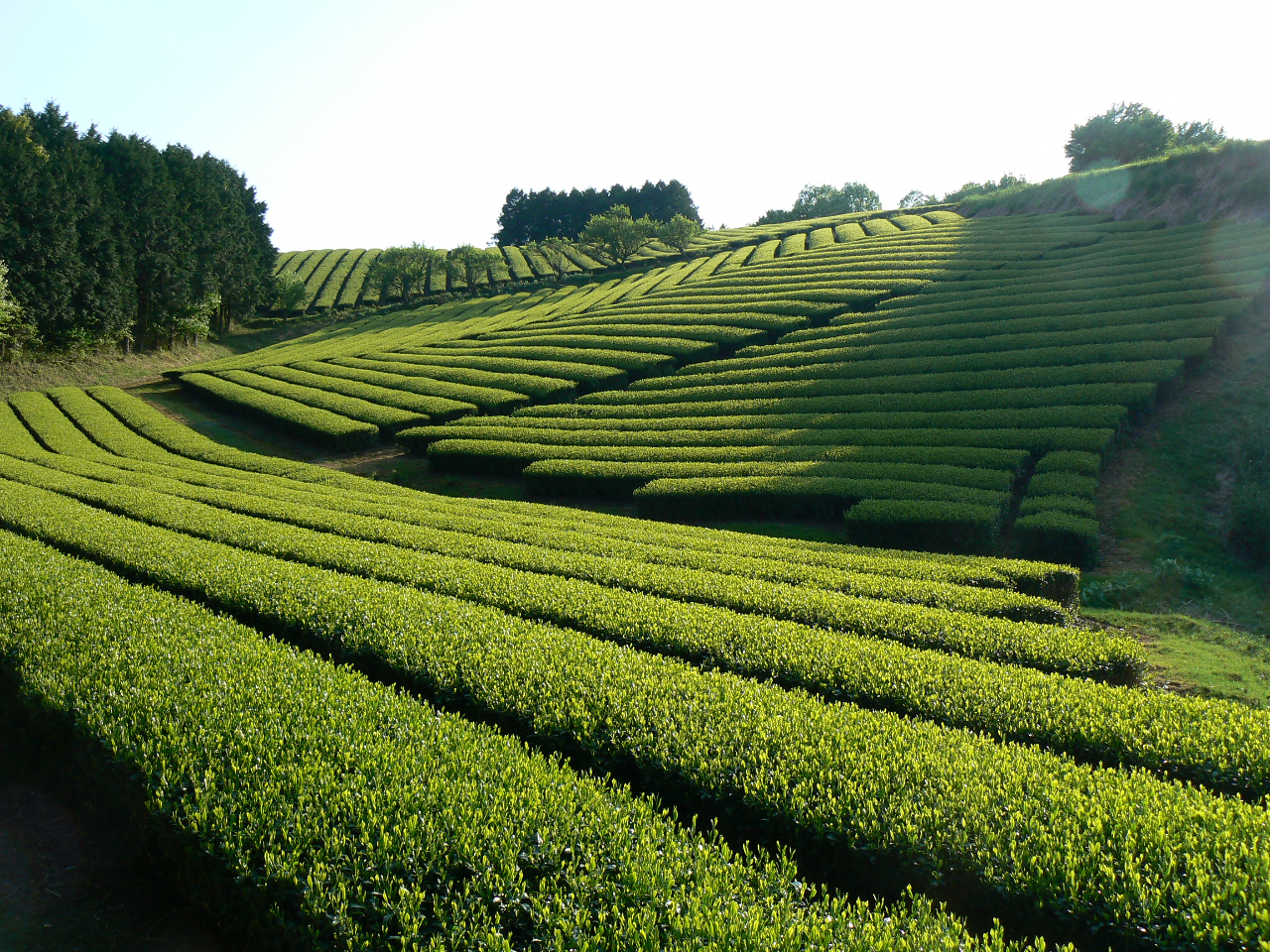 黒坂製茶の茶畑 青と緑のコントラストが美しい。