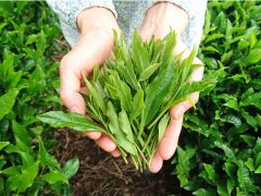 ここで生産されるお茶は、味と香りの良い「海田茶」として生産され、五月の新茶最盛期には、海田の茶畑は、鮮やかな黄緑色の新芽が一面に広がります。