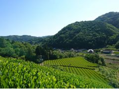 海田茶の歴史と海田の風情 をお楽しみいただけます。