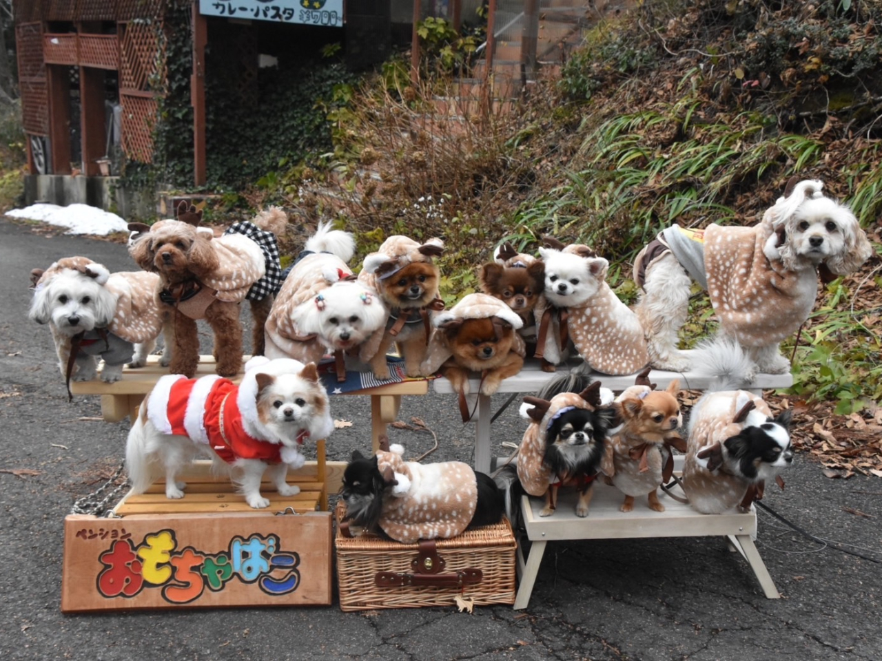 ワンちゃん同伴のランチ会などでもご利用いただいております。