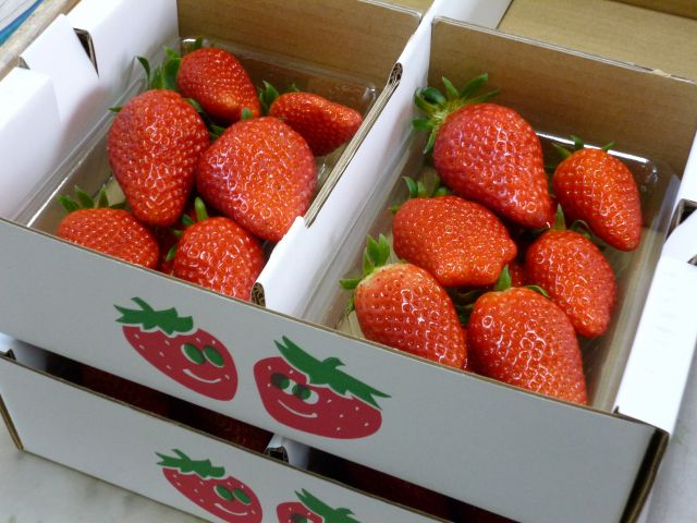 開園 4 10 澤田農園のいちご狩り 45分間食べ放題 名古屋から約30分 澤田農園 じゃらん遊び体験 開園 4 10 澤田農園のいちご狩り 45分間食べ放題 名古屋から約30分 澤田農園 じゃらん遊び体験