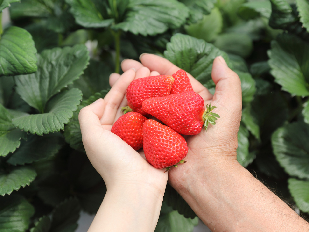 �������ɂ��V�c�_���̂������₢�����W������̔����Ă���܂������ɂ��A�����ɉ����ăg�}�g�ȂǐV�N�Ȗ�؂�ʕ����B