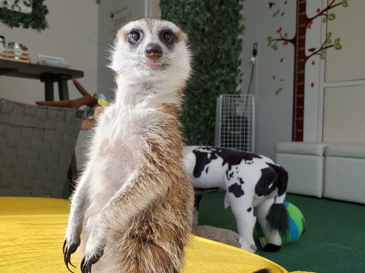 ふれあいどうぶつ空間 でコロナ対策も安心 ゆった り2時間珍しい動物たちに癒されませんか 仙台駅から徒歩2分 ふれあい動物空間 しゃべコミュ イービンズ店 じゃらん遊び体験