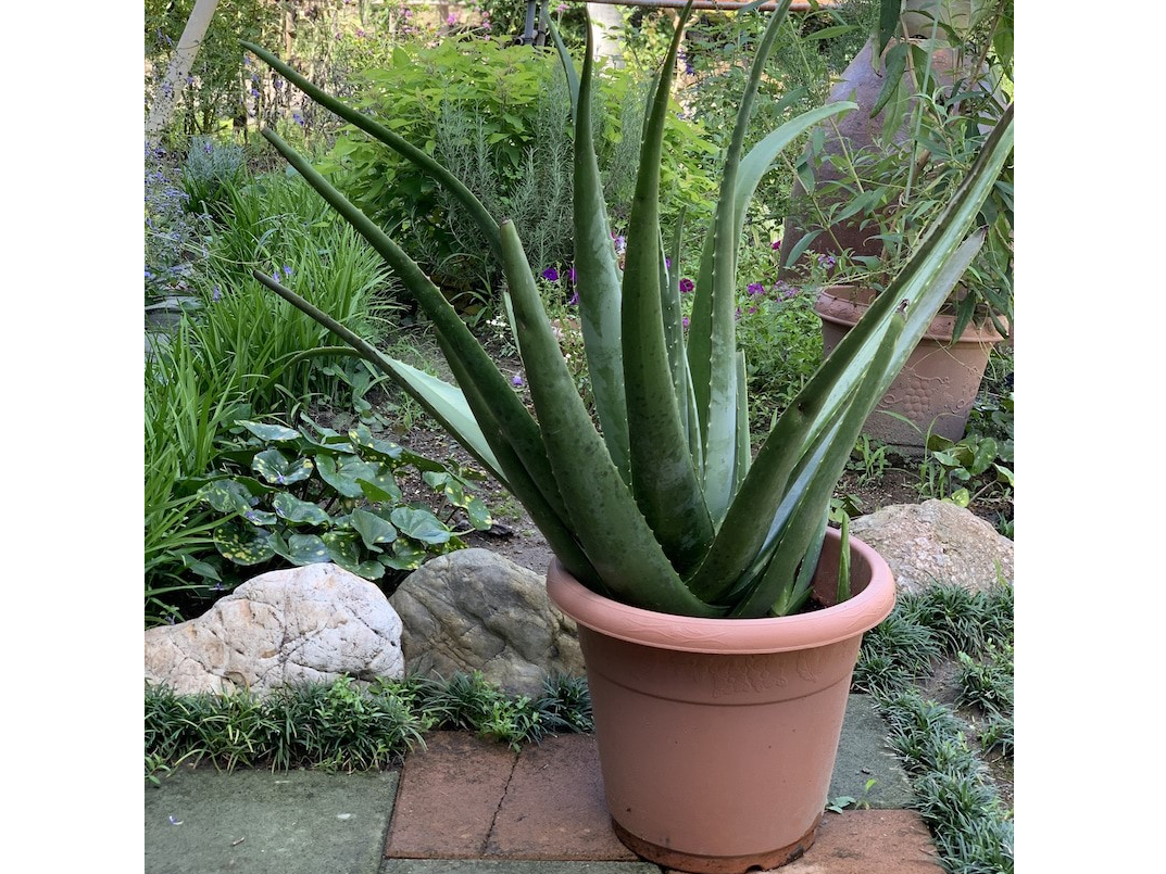 アロエの森ベラべジ アロエ摘み取り収穫体験 アロエの森 ベラベジ じゃらん遊び体験