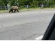 時には野生動物との思いがけない出逢いにも期待しましょう