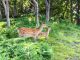 時には野生動物との思いがけない出逢いが
