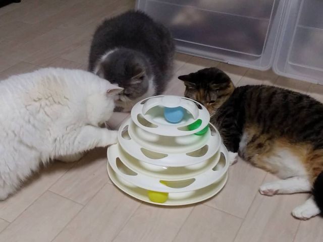 猫カフェ貸切利用2時間 コーヒー付 くーちゃんの家 じゃらん遊び体験 猫カフェ貸切利用2時間 コーヒー付 くーちゃんの家 じゃらん遊び体験
