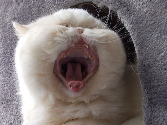 猫カフェ貸切利用2時間 コーヒー付 くーちゃんの家 じゃらん遊び体験 猫カフェ貸切利用2時間 コーヒー付 くーちゃんの家 じゃらん遊び体験