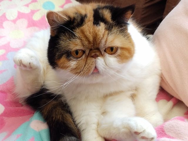 猫カフェ貸切利用2時間 コーヒー付 くーちゃんの家 じゃらん遊び体験 猫カフェ貸切利用2時間 コーヒー付 くーちゃんの家 じゃらん遊び体験