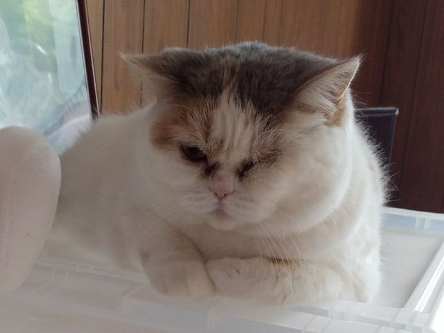 猫カフェ貸切利用2時間 コーヒー付 くーちゃんの家 じゃらん遊び体験 猫カフェ貸切利用2時間 コーヒー付 くーちゃんの家 じゃらん遊び体験