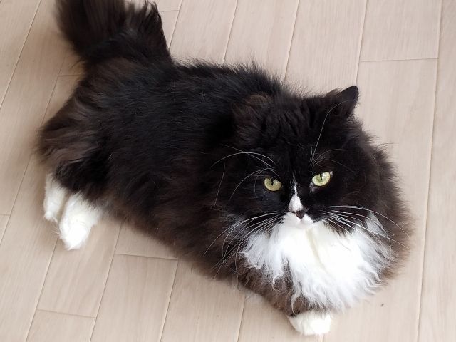 猫カフェ貸切利用2時間 コーヒー付 くーちゃんの家 じゃらん遊び体験 猫カフェ貸切利用2時間 コーヒー付 くーちゃんの家 じゃらん遊び体験