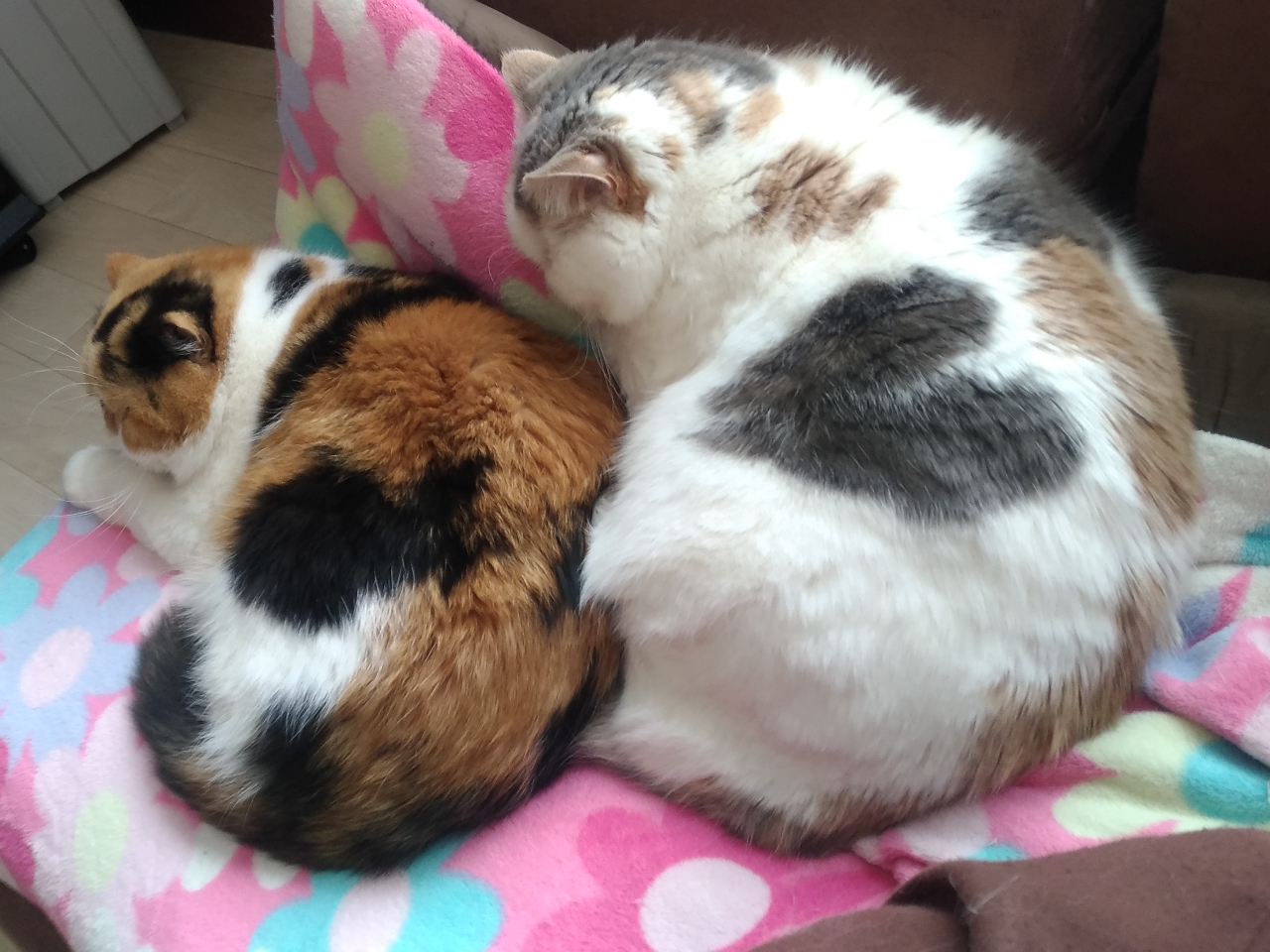 猫カフェ利用2時間(コーヒー付)